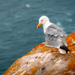 jonathan livingston seagull Novella by Richard Bach review